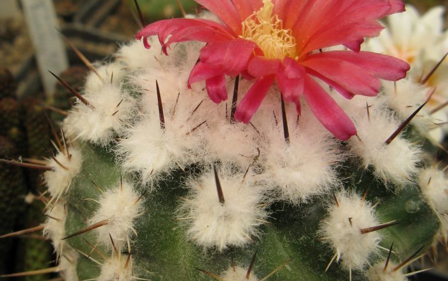 Parodia subteranea Iscayacho насіння