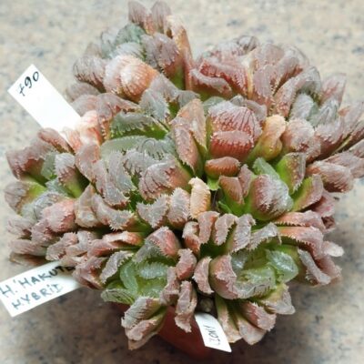 790 Haworthia 'Hakuteijyo' hybrid одна голова