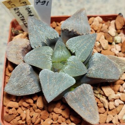 791 Haworthia pygmaea v. crystallina