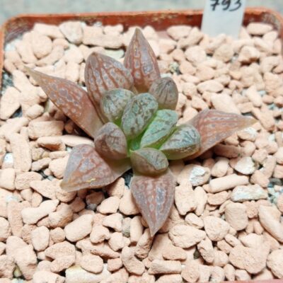 793 Haworthia 'Black Major' hybrid