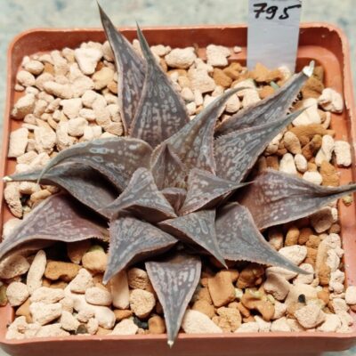 795 Haworthia 'Metarica' x splendens hybrid