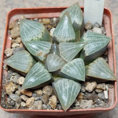 796 Haworthia comptoniana 'Blue Haze' x pygmaea