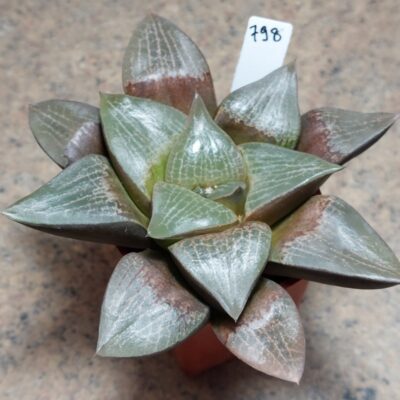 798 Haworthia comptoniana  вік 6 років