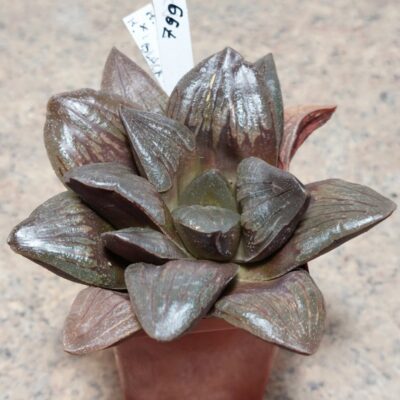 799 Haworthia 'Black Major' hybrid