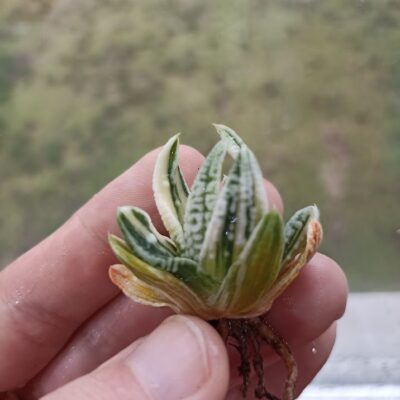 Haworthia Emperor Variegated