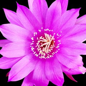 Echinopsis subdenudata f. roseflora