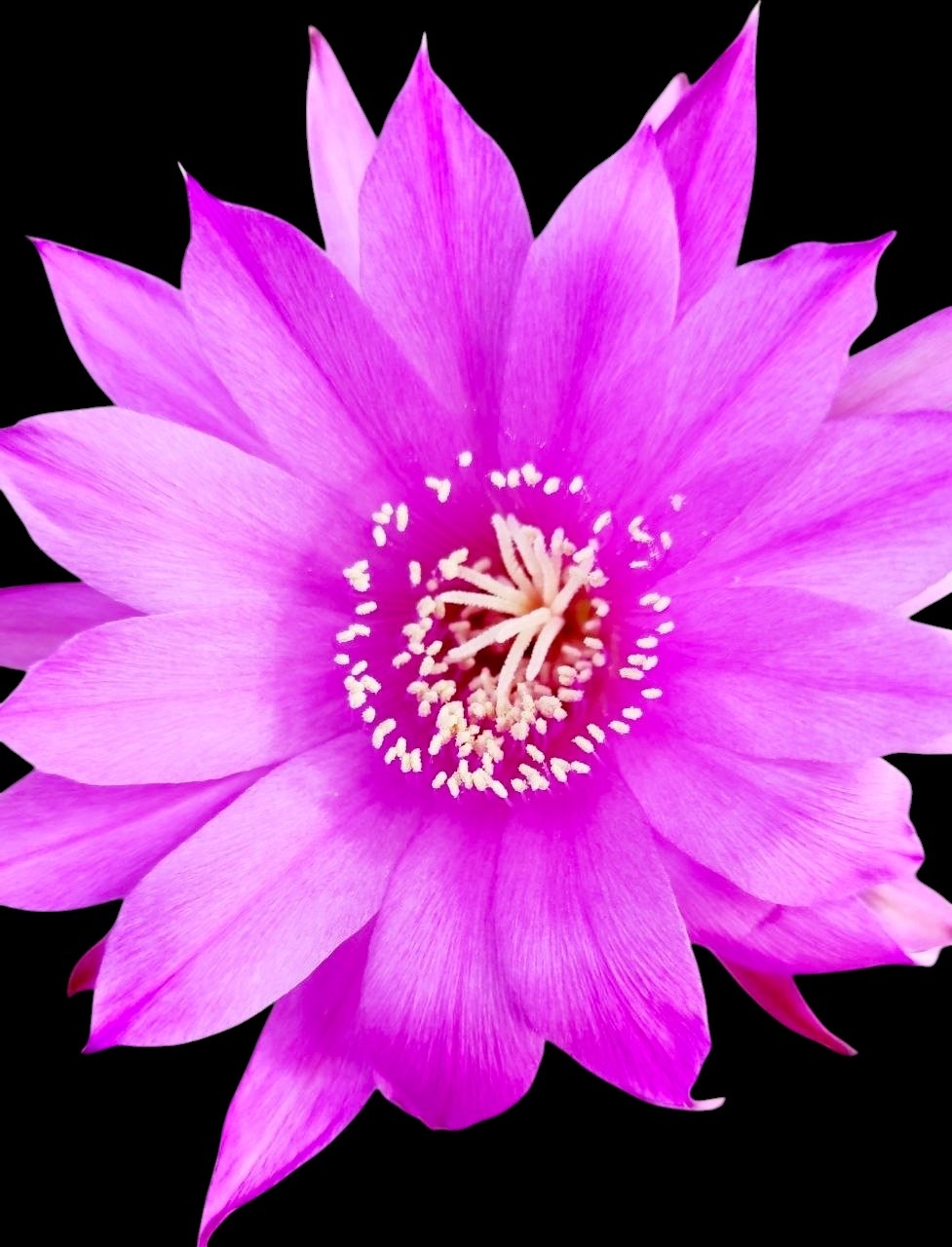 Echinopsis subdenudata f. roseflora