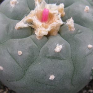 Lophophora fricii RS404 B насіння