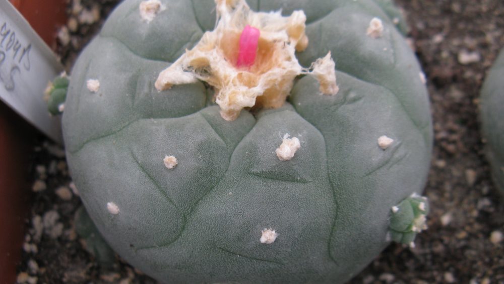 Lophophora fricii RS404 B насіння