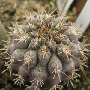 Neochilenia heinrichiana v intermedia RS2485 #1