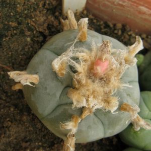 Lophophora williamsii VZD046 насіння
