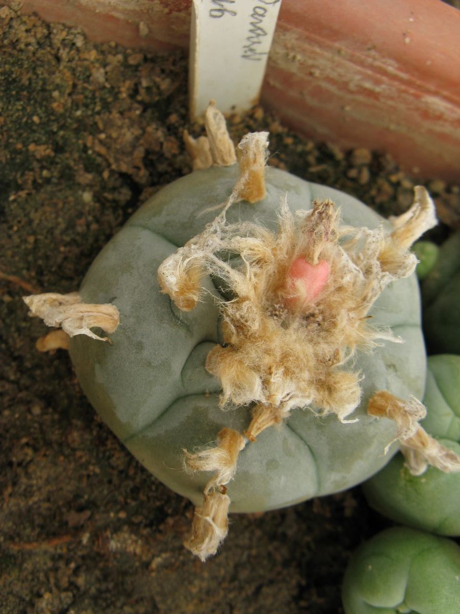 Lophophora williamsii VZD046 насіння