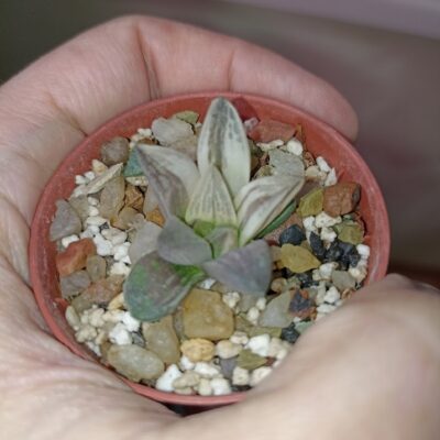 Haworthia Mutica Hybrid Variegated