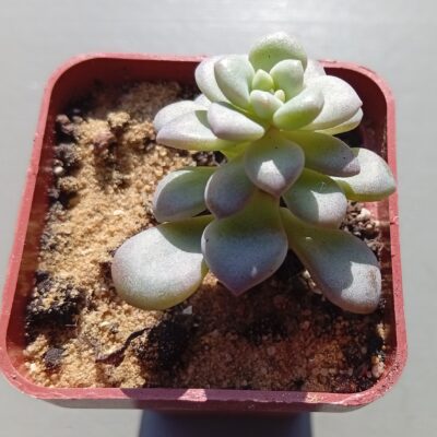 Graptoveria Quens Bowl