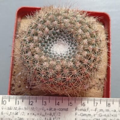 Notocactus elegans