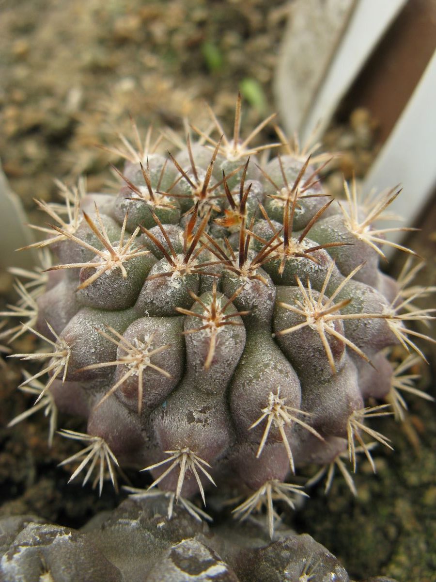 Neochilenia heinrichiana v intermedia RS2485 #1