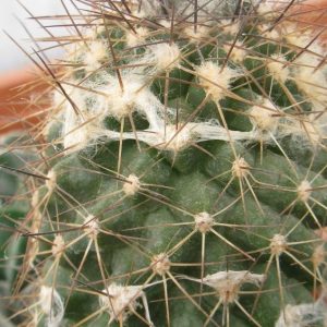 Copiapoa humilis v longispina RS1940A насіння