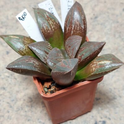 800 Haworthia 'Black Major' x 'Yulia' hybrid F2