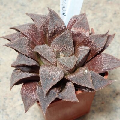 802 Haworthia splendens x 'Yulia'