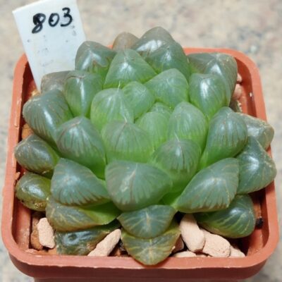 803 Haworthia cooperi v.truncata x obtusa 'Dodson'
