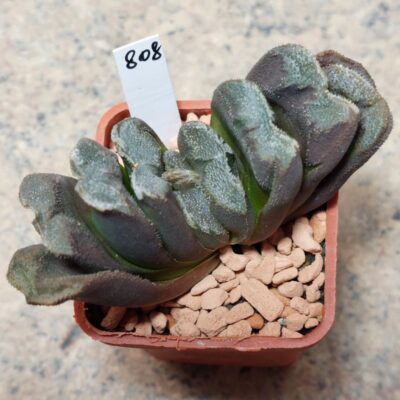 808 Haworthia truncata hybrid