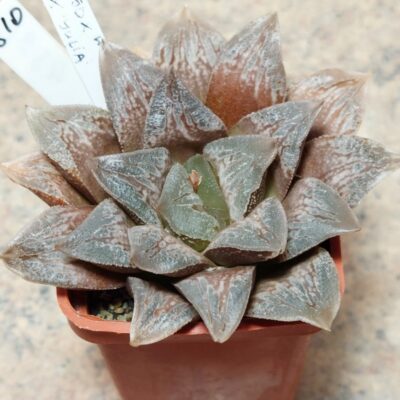 810 Haworthia VVG50 x 'Yulia'