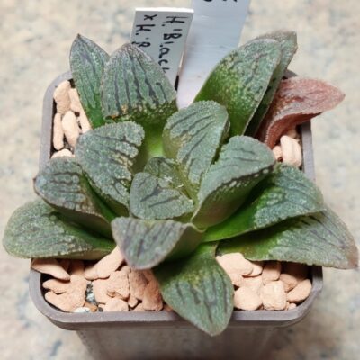 811 Haworthia 'Black Major' x 'Yulia'