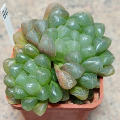 812 Haworthia cooperi v.truncata x obtusa 'Dodson'