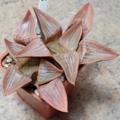 813 Haworthia comptoniana весь горшик сіянці вік 6 років