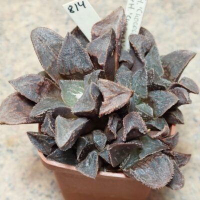 814 Haworthia 'Chocolad' hybrid весь горщик