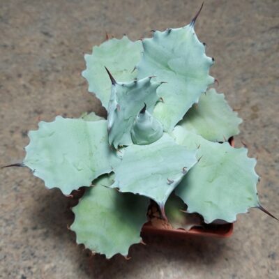 825 Agave potatorum f. minor