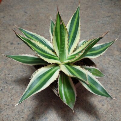827 Agave lophantha ‘Quadricolor’