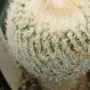 Epithelatha gregii SB385 насіння