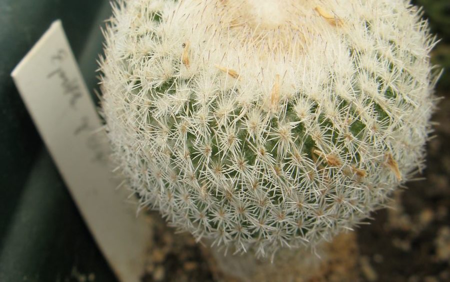 Epithelatha gregii SB385 насіння