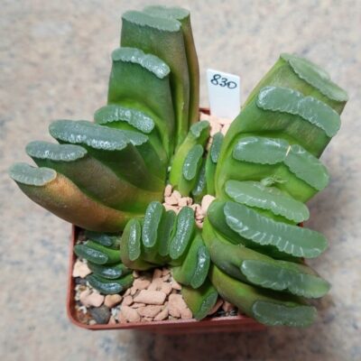 830 Haworthia truncata  весь горщик два сіянця вік 6 років