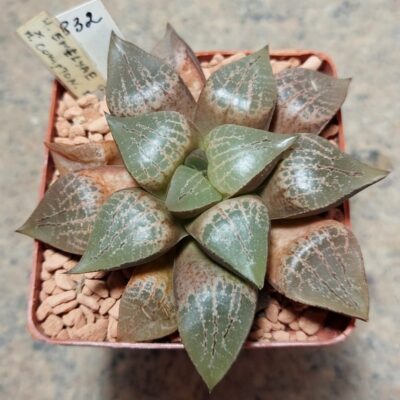 832 Haworthia emelyae x comptoniana
