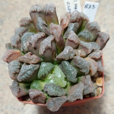 833 Haworthia maughanii hybrid весь горшик