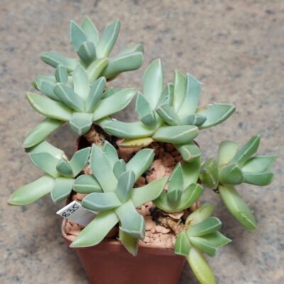 835 Faucaria sp. sp 48 k w Willowmore ex MG 1505.45 весь горщик