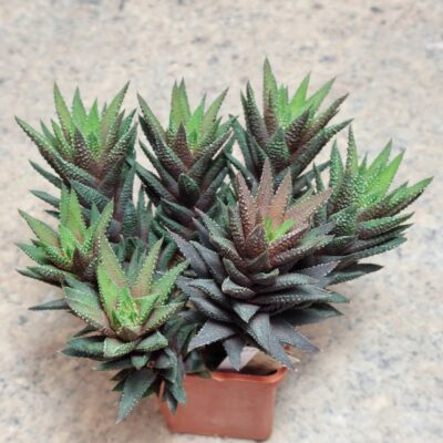 837 Haworthia kewensis v. poelnitsii весь горщик