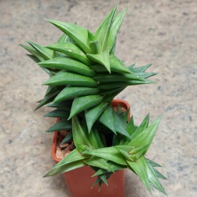 838 Haworthia viscosa весь горщик вік 5 років