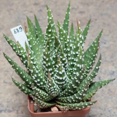 839 Haworthia pumila SH сіянець вік 6 років