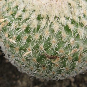 Epithelantha micromeris SB1328 насіння