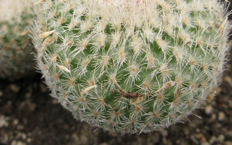 Epithelantha micromeris SB1328 насіння