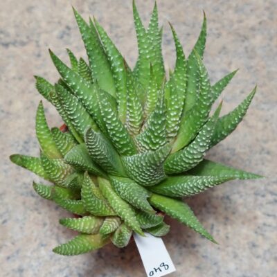 840 Haworthia minima весь горщик
