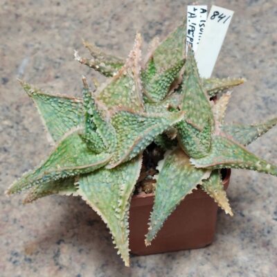 841 Aloe 'Sunrise' x 'Pepermin' весь горщик