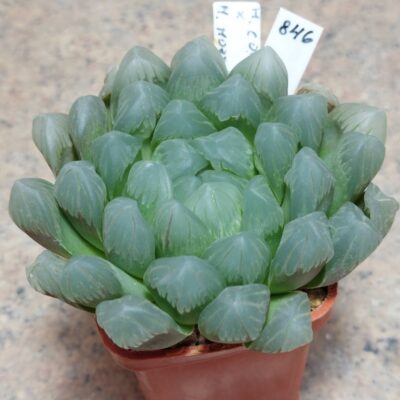 846 Haworthia cooperi v.dielsiana x obtusa 'Purple Dodson'  вік 6 років сіянець