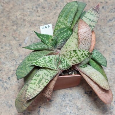 847 Gasteria hybrid весь горшик