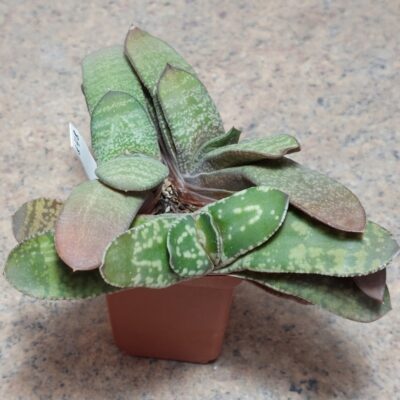 848 Gasteria hybrid весь горшик