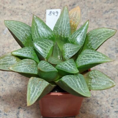 849 Haworthia comptoniana -Khores- сіянець, вік 7 років