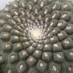 Thelocephala pajonalensis CH1509 насіння